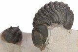Pseudocryphaeus (Cryphina) Trilobite With Two Reedops #359162-4